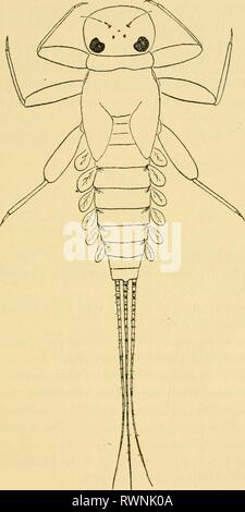 Grundlegende Lektionen auf Insekten (1928) grundlegende Lektionen auf Insekten elementarylesson 00 müssen Jahr: 1928 EPHEMERIDA 63 Abb. 22. - Die flache Nymphe des Eintagsfliege Heptagenia eltgantula. Zeichnung von Elsie Broughton. Stockfoto