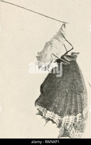 Elementare Entomologie ([c 1912]) Elementare Entomologie elementaryentomo 00 sand Jahr: [1912] 66 ELEMENTARE ENTOMOLOC wird ein wenig zappeln, aber ansonsten bleibt es stumm und hilflos. Auf der Innenseite, jedoch sind die Gewebe werden in solch eine wundervolle Weise, dass in etwa zwei Wochen vor der Mumie Fall, in dem die Raupe eingegeben, kommt ein schöner Schmetterling. Wenn Sie zum ersten Mal bricht die Mumie Shell seine Flügel sind sehr klein, obwohl sein Körper, "Fühler", und die Beine sind gut entwickelt. Durch sie Letzterer die leere Puppe festhält, während die Flügel erweitern. Ein Schmetterling Stockfoto