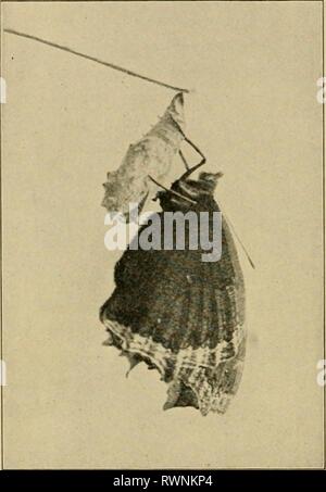 Elementare Entomologie (1912) Elementare Entomologie elementaryento 00 sand Jahr: 1912 66 elementare Entomologie wird sich winden, ein wenig, aber ansonsten bleibt es stumm und hilflos. Auf der Innenseite, jedoch sind die Gewebe werden in solch eine wundervolle Weise, dass in etwa zwei Wochen vor der Mumie Fall, in dem die Raupe eingegeben, kommt ein schöner Schmetterling. Wenn Sie zum ersten Mal bricht die Mumie Shell seine Flügel sind sehr klein, obwohl sein Körper, "Fühler", und die Beine sind gut entwickelt. Durch sie Letzterer die leere Puppe festhält, während die Flügel erweitern. Ein Schmetterling in diesem p Stockfoto