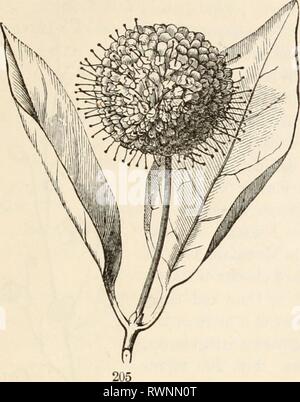 Die Elemente der Botanik für die Elemente der Botanik für Anfänger und für Schulen elementsofbotany 00 grayuoft Jahr: [1887] 8.] Blütenstand. 75, die auf eine sehr kurze Achse oder Behälter sessile, wie in tlie-Taste - Kugel, Taste - busli (Fi^. 205) und Rotklee. Es ist nur eine Spitze würde wliat Stockfoto