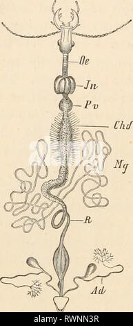 Elementare Lehrbuch der Zoologie (1884) Elementare Lehrbuch der Zoologie elementarytextbo 0101 clau Jahr: 1884 78 OKGANIZATION UND ENTWICKLUNG OP TIERE IN QENEKAL. Farbige und verschieden geformten Schalen dieser Tiere. Integumen- Drüsen und Aggregationen von Drüsen kann auch ein Zusammenhang mit dem Erwerb von Nahrungsmitteln (Spinnen Drüsen der Spinnen). Schließlich Schleimdrüsen sind sehr verbreitet in der Haut der Tiere, die leben in feuchten und Gemeinden (Amphibien, Schnecken) und in Wasser (Fische, Anneliden, medusen). Organe des tierischen Lebens. Der so genannte Tier Funktionen, die der Fortbewegung ist der Mo Stockfoto