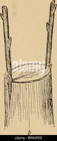 Elemente der Landwirtschaft, südlichen und Elemente der Landwirtschaft, südlichen und westlichen elementsofagricu 00 welb Jahr: 1908 Abb. 22. - Pfropfen ein. Sciou; b. Lager Stockfoto