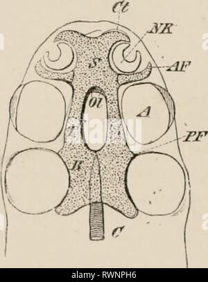 Elemente der vergleichenden Anatomie Elemente der vergleichenden Anatomie der Wirbeltiere elementsofcompar 00 wied Jahr: 1886 Fl":. 43. - Schematische TlIANS V KKSF. Abschnitte, TIIK KOPF IN E. MIiRYO - (A) störe, KF-ASMOBUAXCHS, ANUIIA UND SÄUGETIERE; (B) UHODELES AXD SxAKF. s; UND ((.') C'EKTAIN TjELEOSTEAXS, LlZAKDS, CllOCODILKS, &Lt;du KI. oXI ANS, AXD-Tr, trabeculu? Crauii; G, Gehirn: J, C}-es; ich'n, parasphenoid;/, S', iuterovbital Septum; F, frontal: Aus, olfaktorischen Nerv. knorpelige Basalplatte kommt jetzt in die Beziehungen mit dem Olfaktorischen, Optik, und auditive Organe durch die Bildung Stockfoto