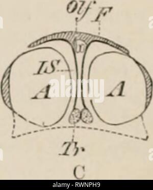 Elemente der vergleichenden Anatomie Elemente der vergleichenden Anatomie der Wirbeltiere elementsofcompar 00 wied Jahr: 1886 Fl":. 43. - Schematische TlIANS V KKSF. Abschnitte, TIIK KOPF IN E. MIiRYO - (A) störe, KF-ASMOBUAXCHS, ANUIIA UND SÄUGETIERE; (B) UHODELES AXD SxAKF. s; UND ((.') C'EKTAIN TjELEOSTEAXS, LlZAKDS, CllOCODILKS, &Lt;du KI. oXI ANS, AXD-Tr, trabeculu? Crauii; G, Gehirn: J, C}-es; ich'n, parasphenoid;/, S', iuterovbital Septum; F, frontal: Aus, olfaktorischen Nerv. knorpelige Basalplatte kommt jetzt in die Beziehungen mit dem Olfaktorischen, Optik, und auditive Organe durch die Bildung Stockfoto