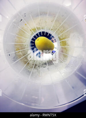 Nahaufnahme eines grünen Oliven garnieren in einem Martini Glas durch die Flüssigkeit, USA Stockfoto