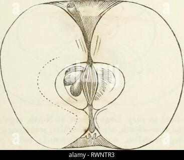 Elliott's Obst Buch; oder, der Elliott Obst Buch; oder die amerikanische Frucht des Erzeugers Guide im Obstgarten und Garten. Ein compend der Geschichte, Formen der Vermehrung, Kultur, etc., von Obstbäumen und Sträuchern, mit Beschreibungen von fast alle Sorten von Obst in diesem Land kultiviert; stellt ihrer Anpassung an Gemeinden und Böden, und auch eine vollständige Liste der Früchte der Anbau elliottsfruitbo 00 elli Jahr: 1858 WOKTHY allgemeine Bodenbearbeitung. 99 Die Früchte größer ist, Dokumente nicht so gut halten, und der Baum gewachsen bildet eine dichte. Obst, Medium, Form, rundliche Konische Stockfoto