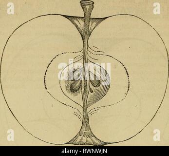 Elliott's Obst Buch; (1854) Elliott's Obst Buch; elliottsfruitboo 01 elli Jahr: 1854 104: der Apfel, Fleisch, weiß, knackig, saftig, Säure; Kern, klein; Samen, oyate, dunkel braun schwarz. Jahreszeit, August. Rhode Island Greening. Burlington Greening,} Jersey Greening? Coxe, Hampshire Ökologisierung. Stockfoto