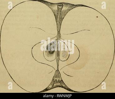 Elliott's Obst Buch; (1854) Elliott's Obst Buch; elliottsfruitboo 01 elli Jahr: Fleisch 1854, weiß, knackig, saftig, Säure; Kern, klein; Samen, oyate, dunkel braun schwarz. Jahreszeit, August. Rhode Island Greening. Burlington Greening,} Jersey Greening? Coxe, Hampshire Ökologisierung. Stockfoto
