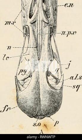 Elemente der vergleichenden Anatomie Elemente der vergleichenden Anatomie der Wirbeltiere elementsofcompar 00 wied Jahr: 1886, II. Stockfoto