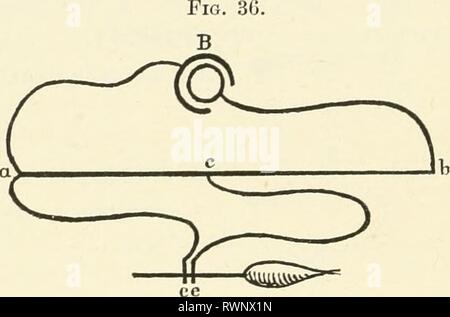 Die Elemente der menschlichen Physiologie (1907) Elemente der menschlichen Physiologie elementsofhumanp 05 Sterne Jahr: 1907 100 Physiologie Pause von einem konstanten Strom im Primärkreis. Die Stärke des Stoßes wird durch Verschieben der sekundären näher oder weiter weg von der primären Spule graduierte. Die Verwendung dieses Modus wird der Reiz, es wird festgestellt, dass die con-Traktion auf Bruch der konstanten Strom ist viel stärker als auf. Es muss allerdings nicht vorstellen, dass es keinen Widerspruch zwischen dieser und der Tatsache, dass die machen einen konstanten Strom ist ein stärkerer Anreiz als den Bruch. Wenn wir einen Muskel in der sek Stockfoto