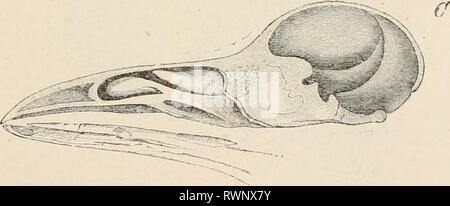 Elemente der vergleichenden Anatomie Elemente der vergleichenden Anatomie der Wirbeltiere elementsofcompar 00 wied Jahr: 1886 Tanne;. 66 A.-senkrechten Schnitte durch die Schädel ein, Salamandra maculosa, B, Tcstudo grara UND C, Corrus coronr, SHV, DIE DIE BEZIEHUNGEN ZWISCHEN DER KRANIALEN und viszeralen Portionen. olfaktorische und Akustische Orgeln. Bleibt der primitiven Knorpel in der nasalen Region in erwachsener Säugetiere Schädel gesehen. Es ist bereits gesagt worden, dass im Hinblick auf den harten Gaumen, Säugetiere im Wesentlichen einverstanden mit Krokodilen, aber die pterygoids G Stockfoto