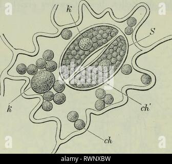 Der wissenschaftlichen Botanik (1906) Stockfoto