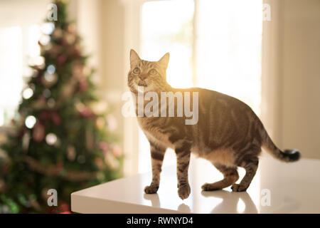 Schöne kurze Haare Katze am weißen Tisch zu Hause sitzen mit Weihnachtsbaum im Hintergrund Stockfoto