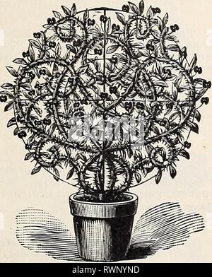 Der Ely Katalog von Flower seeds Ely Katalog der Blumensamen 1894 elyscatalogoff zdef Jahr: 1894 I 024 Market St., Philadelphia, Pa 17 EUPATORIUM. HP* (Thoroughwort.) Viele Eupatoriums wild in Amerika wachsen, und alle von ihnen sind gut für den Schnitt. Sie sind einfach überall eingebürgert. 3243 Eupatorium Fraseri. Stauden; schöne Sprays von weißen Blumen. 18 Zoll. . § 0 10 3244-Ageratoides. Große Cluster von cremig weiße 5 EUPHORBIA. HA. (Snoiv-auf-die-AImmtain, lackiert Blatt usw.) Fo-liage Pflanzen, deutlich unterschiedlicher Farbe, Höhe und Gewohnheit. Alle sind einfach Kultur und sehr beliebt für beddi Stockfoto