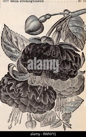 Der Ely Katalog von Flower seeds Ely Katalog der Blumensamen 1894 elyscatalogoff zdef Jahr: 1894 Sammlung von Farnen. FENZLIA. HA. Prettj 'Pflanzen für ribbon Gartenarbeit, Töpfe, basliets oder Bordüren. Rosige Blumen, mit dunklen lila Kehle. Low-gi' durch Pflanzen, die den Boden dicht und üppig blühen. Wie Sie am besten in den meisten Stellen wachsen. 3 Zoll. "Pjj. t. 32 S 9 Fenzlia dianthiflora 0 $ 15 Farne. Anmutig, flowerless Pflanzen, zu bekannt und sehr geschätzt Beschreibung zu benötigen. Der Samen ist sehr langsam in Keimen. Im Frühjahr in Boxen mit feinen Moorboden Aussaat: die Samen sehr Thi Stockfoto