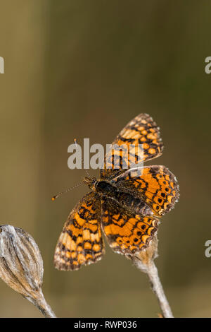 Ein Pearl crescent Schmetterling (Phyciodes tharos) landet auf einer Anlage, Astoria, Oregon, Vereinigte Staaten von Amerika Stockfoto