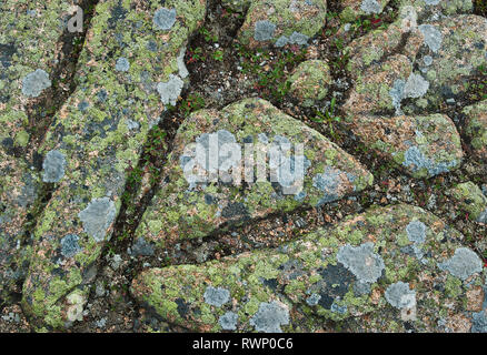 Flechten bewachsene rosa Granit auf Cadillac Mountain in Acadia National Park, Maine. Kleine Pflanzen wachsen zwischen den Felsen sind drei-Zahnriemen cinqu Stockfoto