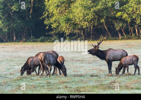 Eine Herde von Roosevelt elk (Cervus canadensis roosevelti) genießen Sie den Morgen im Jewell wiesen Naturschutzgebiet; Jewell, Oregon, Vereinigte Staaten von Amerika Stockfoto