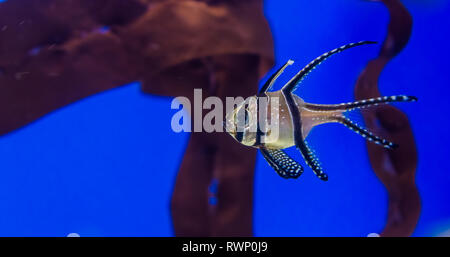 Porträt einer Banggai Kardinal Fisch, gefährdete Tierart aus den Banggai Inseln von Indonesien Stockfoto