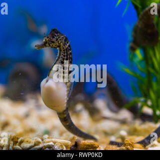 Schöne portrait einer großen Bauch Seahorse, beliebte Haustier in der Aquakultur, tropische Fische aus den Flüssen von Australien Stockfoto