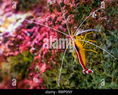 Porträt einer atlantischen Putzergarnelen auf einem Stein saß, bunte Garnelen aus dem Atlantischen Ozean Stockfoto