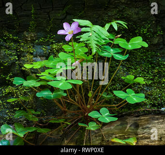 Redwood Sauerklee (Oxalis oregana) wächst weiter ausbrennen Redwood im Humboldt Redwoods State Park, Kalifornien anmelden Stockfoto