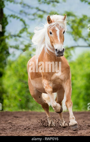 Haflinger. Mare galoppieren in einem paddock. Südtirol, Italien Stockfoto