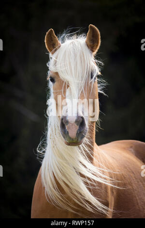 Haflinger. Portrait von Erwachsenen mare vor einem schwarzen Hintergrund. Südtirol, Italien Stockfoto