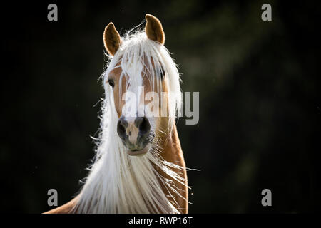 Haflinger. Portrait von Erwachsenen mare vor einem schwarzen Hintergrund. Südtirol, Italien Stockfoto