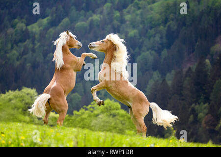 Haflinger. Zwei Kinder Hengste spielen - kämpfen auf einer Weide. Südtirol, Italien Stockfoto