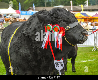 BUILTH WELLS, WALES - Juli 2018: Champion Black Bull mit Rosetten auf der Royal Welsh Show in Builth Wells. Stockfoto