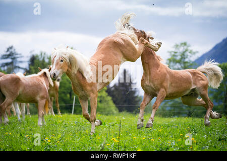 Haflinger. Zwei Kinder Hengste spielen - kämpfen auf einer Weide. Südtirol, Italien Stockfoto