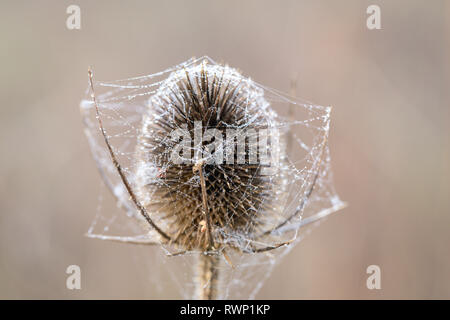 Burr in Tau beladenen Spinne Spinnennetz, funkelnd in der hellen Morgen Winter Sonne auf Wimbledon Common. Stockfoto