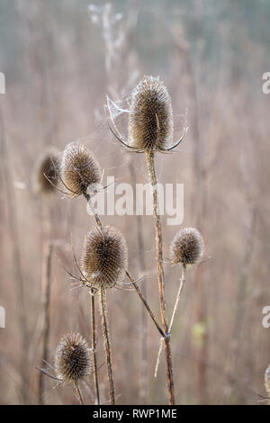 Burr in Tau beladenen Spinne Spinnennetz, funkelnd in der hellen Morgen Winter Sonne auf Wimbledon Common. Stockfoto