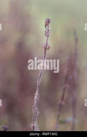 Burr in Tau beladenen Spinne Spinnennetz, funkelnd in der hellen Morgen Winter Sonne auf Wimbledon Common. Stockfoto