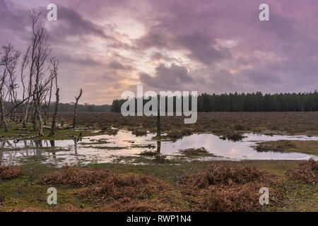 Sonnenuntergang über einem überfluteten Patch von Wäldern im neuen Wald im Winter 2019, New Forest National Park, Hampshire, England, Großbritannien Stockfoto