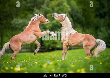 Haflinger. Zwei Kinder Hengste spielen - kämpfen auf einer Weide. Südtirol, Italien Stockfoto