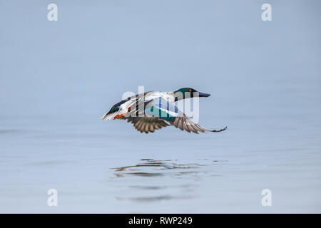 Eine Osprey thront auf einem Felsen Stockfoto