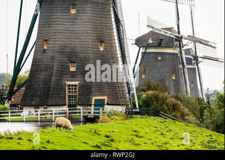 Close-up auf der Basis von drei alte hölzerne Windmühlen in einer Reihe entlang einer Wiese mit Schafe auf einem grasbewachsenen Hügel, in der Nähe von Stompwijk ; Niederlande Stockfoto