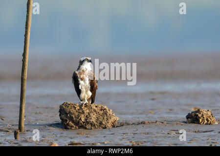 Eine Osprey thront auf einem Felsen Stockfoto