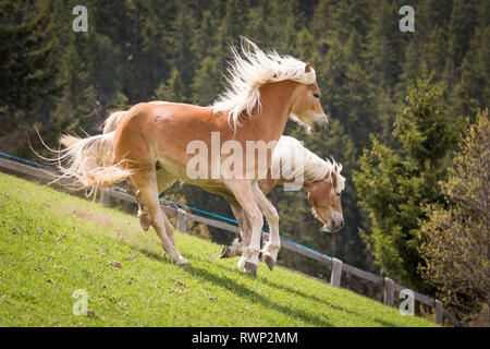 Haflinger. Zwei erwachsene Stuten spielen auf einer Wiese. Südtirol, Italien Stockfoto