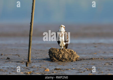 Eine Osprey thront auf einem Felsen Stockfoto