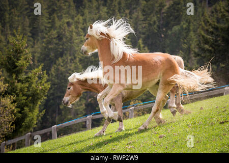 Haflinger. Zwei erwachsene Stuten spielen auf einer Wiese. Südtirol, Italien Stockfoto