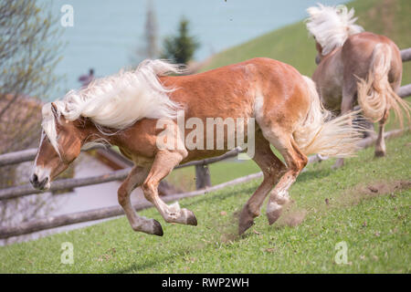 Haflinger. Zwei erwachsene Stuten Ruckeln auf einer Wiese. Südtirol, Italien Stockfoto