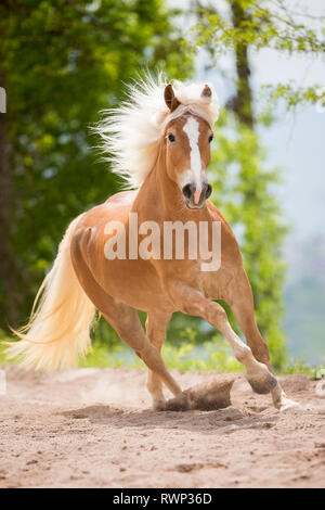 Haflinger. Mare galoppierend, gesehen. Südtirol, Italien Stockfoto