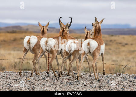 Vier Pronghorn (Antilocapra americana) stehen in einer Reihe auf einem Kies am Straßenrand zeigen ihre weißen Rückseiten Stockfoto