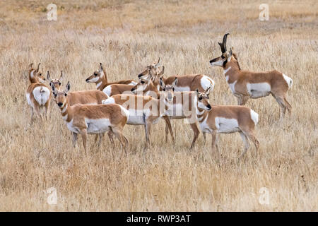 Pronghorn (Antilocapra americana) in einer Wiese; Custer, South Dakota, Vereinigte Staaten von Amerika Stockfoto