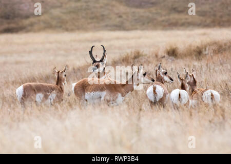 Pronghorn (Antilocapra americana) in einer Wiese; Custer, South Dakota, Vereinigte Staaten von Amerika Stockfoto