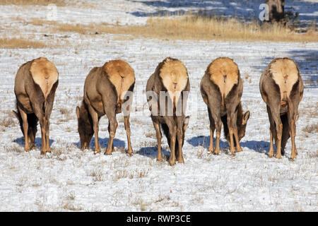 Bull Elk (Cervus canadensis) Beweidung im hellen Schnee-bedeckten Bereich stehen in einer Reihe mit ihren weißen Rückseiten angezeigt Stockfoto