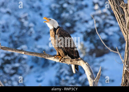 Weißkopfseeadler (Haliaeetus leucocephalus) auf einem Ast Aufruf gehockt, Colorado, Vereinigte Staaten von Amerika Stockfoto